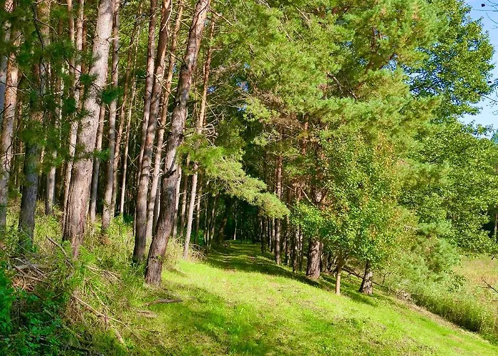 Bakony Deep Forest
